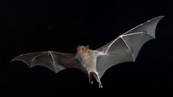 Neden Yarasalar? Ebola ve SARS Gibi Ölümcül Hastalıklar, Neden Hep Yarasalardan Kaynaklanıyor?