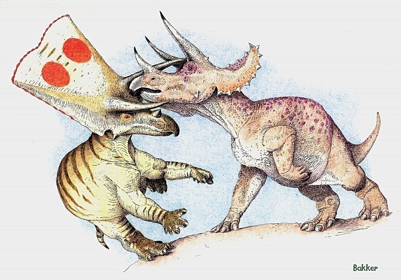 Torosaurus ve Triceratops cinsleri arasındaki farkları gösteren bir çizim.