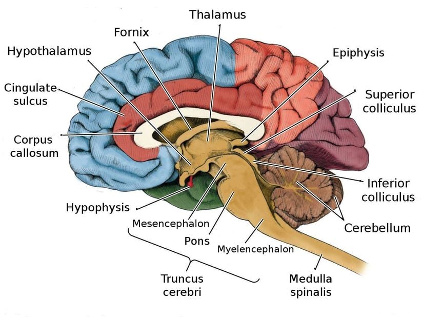 Beyin Anatomisi