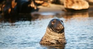 New Zealand Faces Urgent Call To Protect Oceans