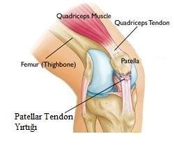 Diz ekleminin evrimini anlatır mısınız?
