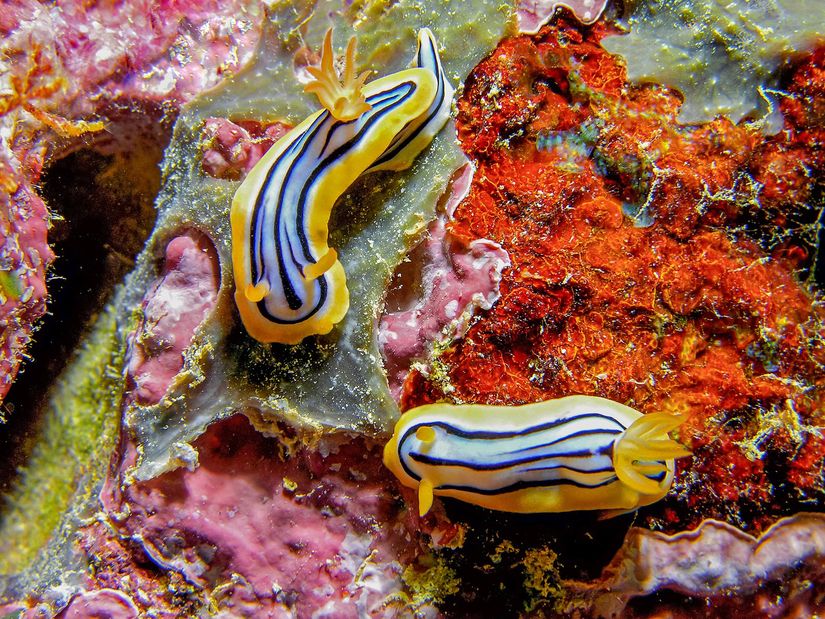 Nudibranchia'dan bir çift sümüklü böcek