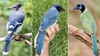 A blue jay and a green jay mated, researchers say. Their offspring is a scientific marvel | CNN
