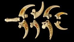 Neandertaller, Kartal Pençelerini Takı Olarak Kullandılar