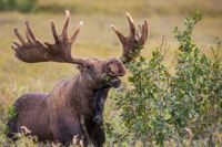 Stop doomscrolling and watch the 'Great Moose Migration' livestream | TechCrunch