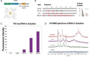 New Study Reveals How RNA Structures Influence Condensate Properties