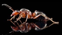 Formica Rufa