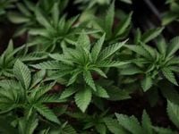Trump planning to reclassify marijuana as less dangerous drug: Report