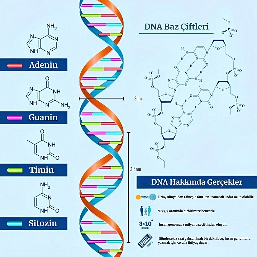 Şekil 9. Deoksiribo Nükleik Asit (DNA)