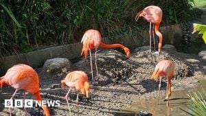 Cornwall Flamingo Frankie Escapes Paradise Park Sanctuary