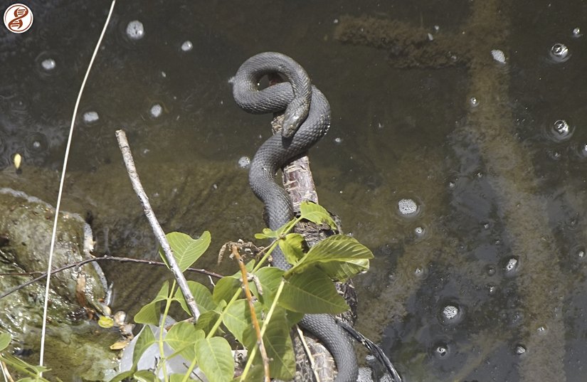 Yetişkin birey, Balıkesir/Savaştepe.