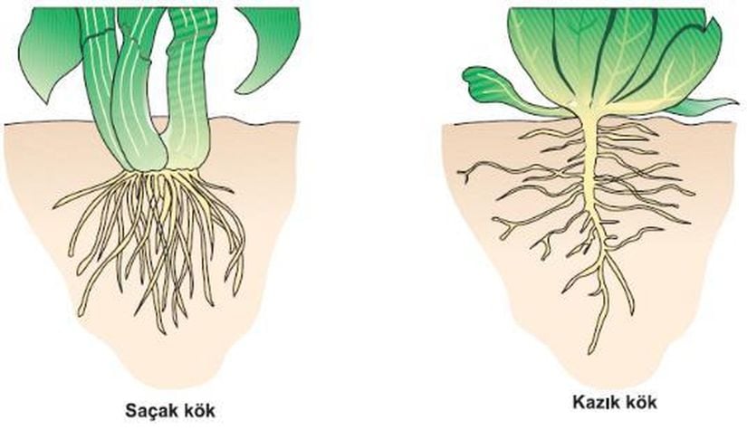 Saçak kök ve kazık kök.