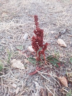 Resimdeki bitki nasıl fotosentez yapıyor?