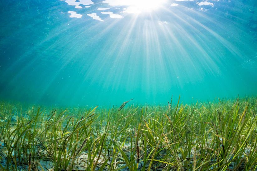 Fotik Zon'da Bulunan Deniz Bitkileri