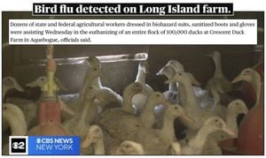 Bird Flu Outbreak Forces Euthanization Of 100,000 Ducks