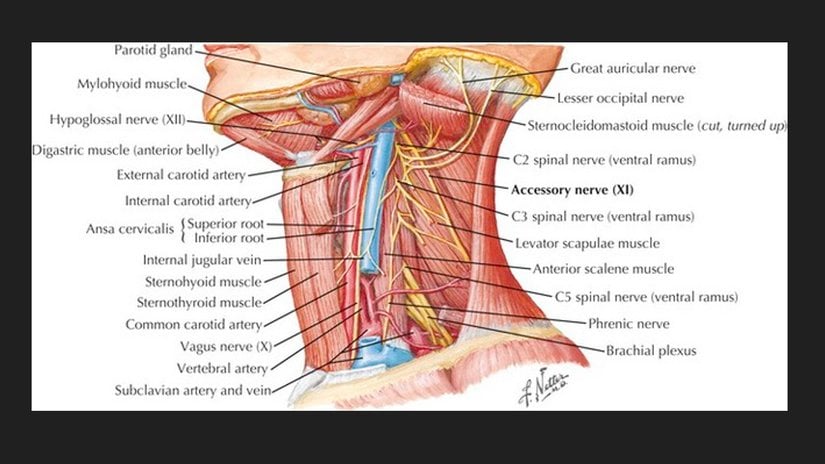 Boyun Anatomisi