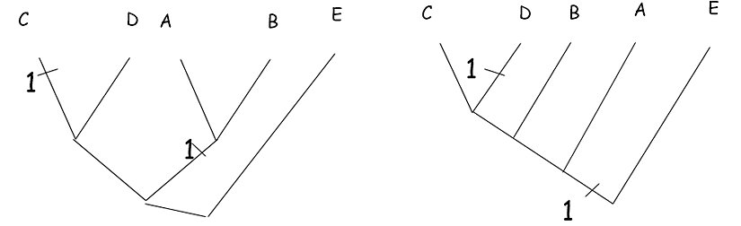 Maksimum parsimoniyi tespit edebilmek için tek tek özellikleri ağaçlara yerleştirmemiz gerekiyor.