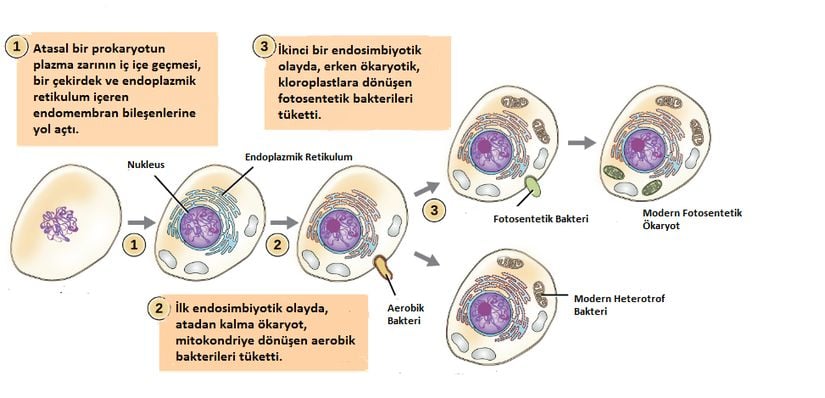 Endosimbiyotik Teori