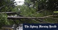 Why some of our trees couldn’t survive Alfred, and which suburbs were worst hit