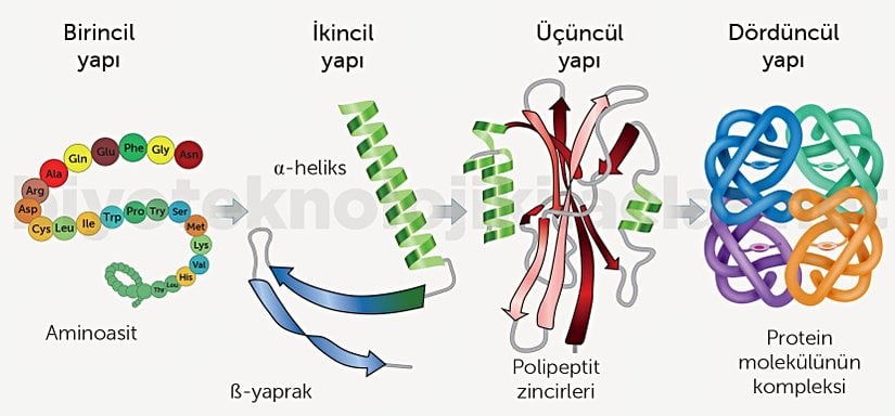 Ribozomdan bir polipeptit zinciri şeklinde çıkan proteinin katlamasına kadar olan süreçlerin gösterimi.