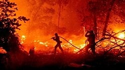 Orman Yangınları ve Yangın Ekolojisi: Doğal Yangınlar, Orman Sağlığı İçin Neden Önemlidir? Yangınlarla Nasıl Mücadele Etmek Gerekir?