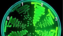 Evrimin Tartışılmaz Kanıtı