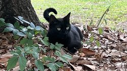 Kedi Pepper Sayesinde Yeni Bir Ortoreovirüs Türü Keşfedildi!