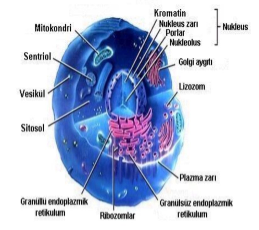 Ökaryotik hücreler
