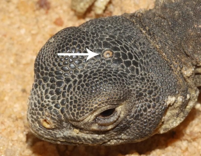 Tuatara ve üçüncü göz