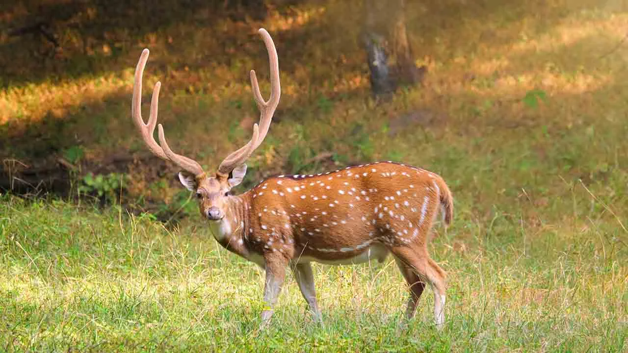 Herbivor Nedir? Herbivor Canlılar Nelerdir?