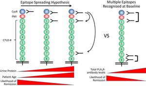 New Insights On PLA2R Antibodies Enhance Kidney Disease Predictions