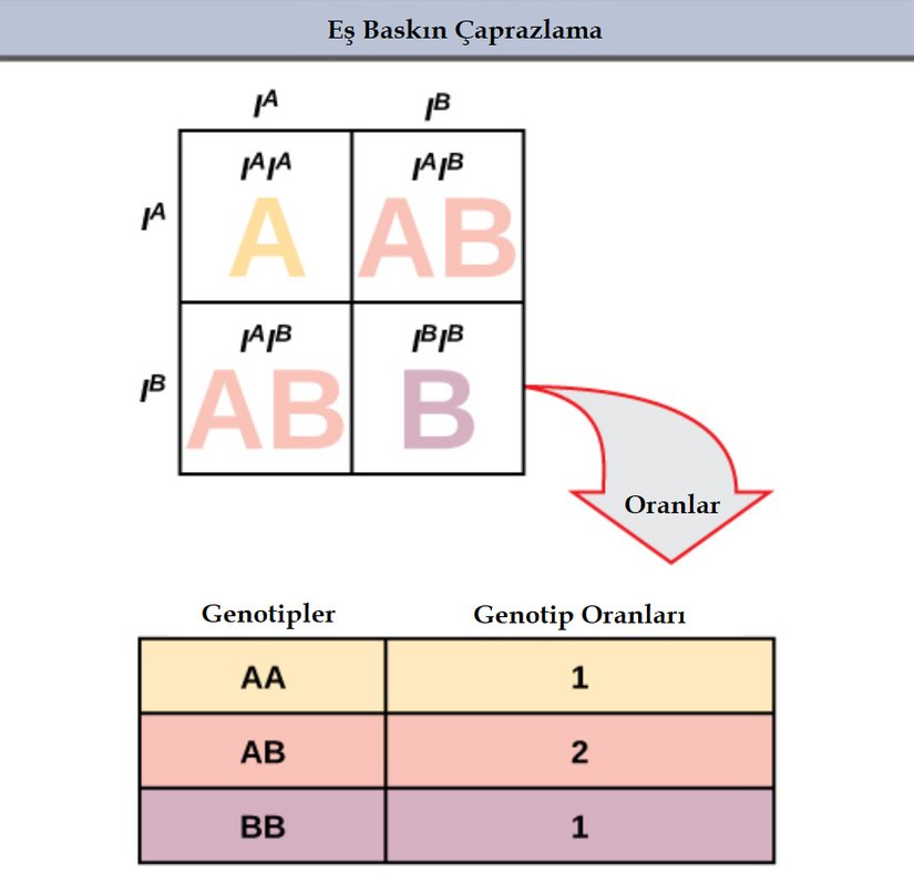 AB/AB kan gruplarına sahip iki bireyin çaprazlanmasının gösterildiği Punnett karesi