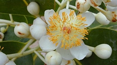 Malpighiales (Malpighiales)