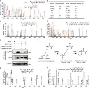 Researchers Identify Key Protein Modification Linked To Cellular Redox Homeostasis