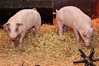 Gene-edited pigs resistant to swine fever could boost animal welfare