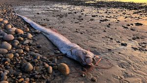 Rare Oarfish Sighting Sparks Concerns Of Marine Crisis