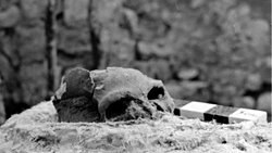 Neandertallerin Yok Oluşu