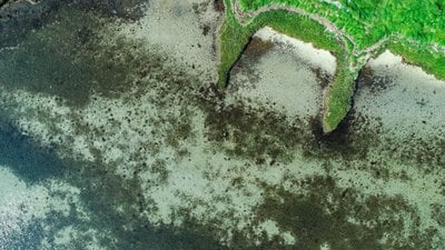 Chesapeake Körfezi'ndeki Sualtı Otları Tuzlu Sulardaki Artışla Birlikte %7 Çoğaldı!