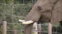 Why one young elephant's behavior stood out during earthquake felt at San Diego Zoo