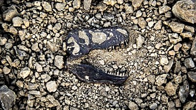 Kitlesel Yok Oluşlar, Dünyadaki Yaşamın Çeşitlenmesini Sağladı - ve Biz Yok Olduktan Sonra Tekrar Sağlayabilir!