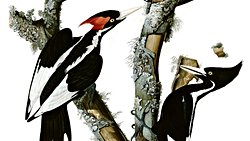 Soyu Tükenmiş Kuşların Seslerini Dinleyin: Dijital Ses Arşivleri Soyu Tükenmiş Kuşları (Kısa Bir Süreliğine) Hayata Döndürebilir!