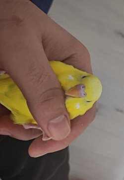 Merhaba, kuşum 6 aylık ve dişi mi erkek mi tam emin değiliz, biz ilk aldığımızdan beri dişi olarak biliyorduk. Sizce dişi mi erkek mi ?