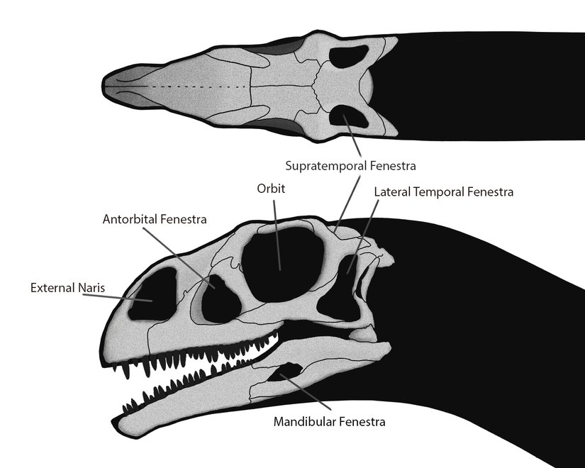 giganotosaurus  kafatası ve antorbital fenestra