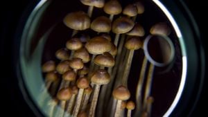 Psilocybin Offers Hope To Frontline Clinicians Battling Depression