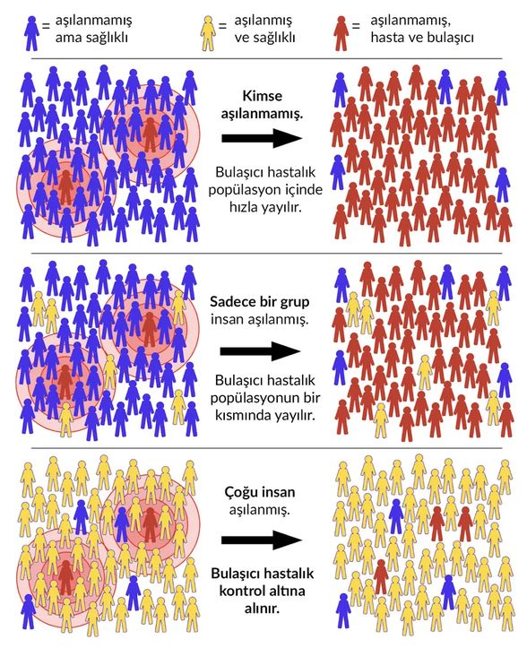 Mavi insan: Bağşıklık kazanmamış sağlıklı birey, Sarı insan: Bağışıklık kazanmış sağlıklı birey, Kırmızı insan: Bağışıklık kazanmamış hasta birey. En üstteki görselde bağışıklık kazanmamış insan topluluğunda hastalığın yayılışı görülüyor. Ortadaki görselde bağışıklık kazanmış bazı bireyler ile bağışıklığı olmayan çoğunluk bireyler hastalığı yayıyor. En alttaki görselde ise; topluluğun büyük kısmının bağışıklığı olduğu için hastalık yayılamıyor.