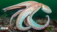 Octopus numbers on south coast increase massively in 2025