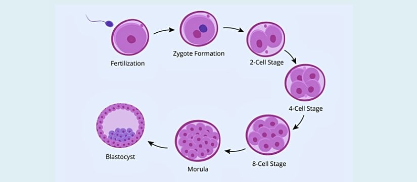 Döllenmeden blastosist oluşumuna kadar gelişim evreleri.