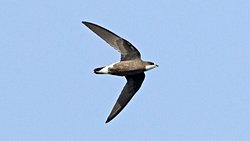 Kuşlar sürekli uçmalarına rağmen nasıl yüksek hızlarda sürtünmeye dayanabiliyorlar?