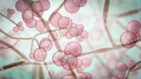 Hospitals on high alert: C. auris, a deadly drug-resistant fungus, spreading across US