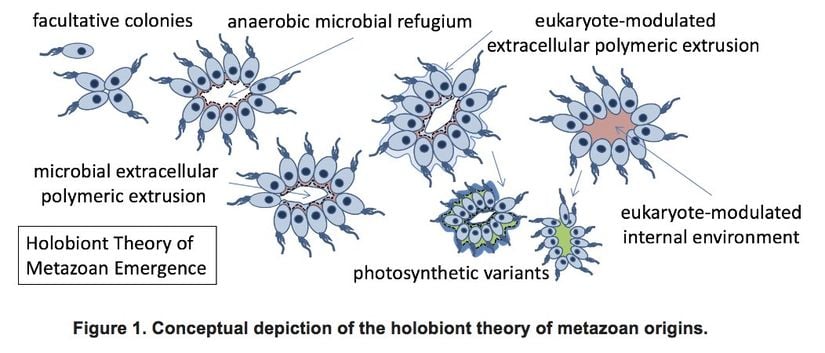 Holobiyont Teorisi Işığında Hayvan Evriminin Basamakları